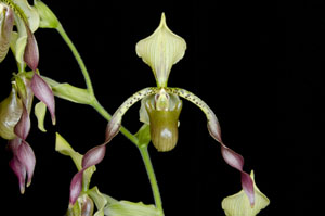 Paph Robinianum 'La Jolla' AM 80 pts